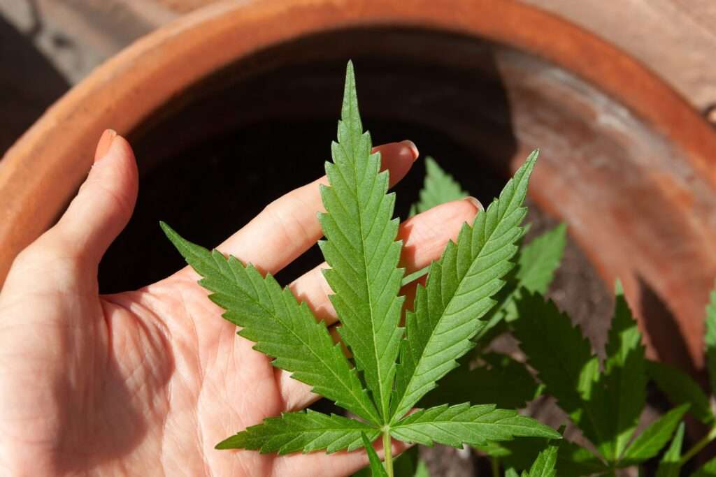 A hand holding a Cannabis leaf