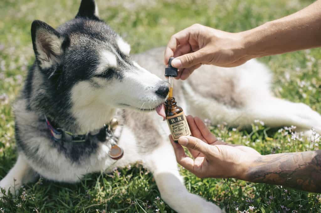 dog, husky, cbd oil-4432830.jpg